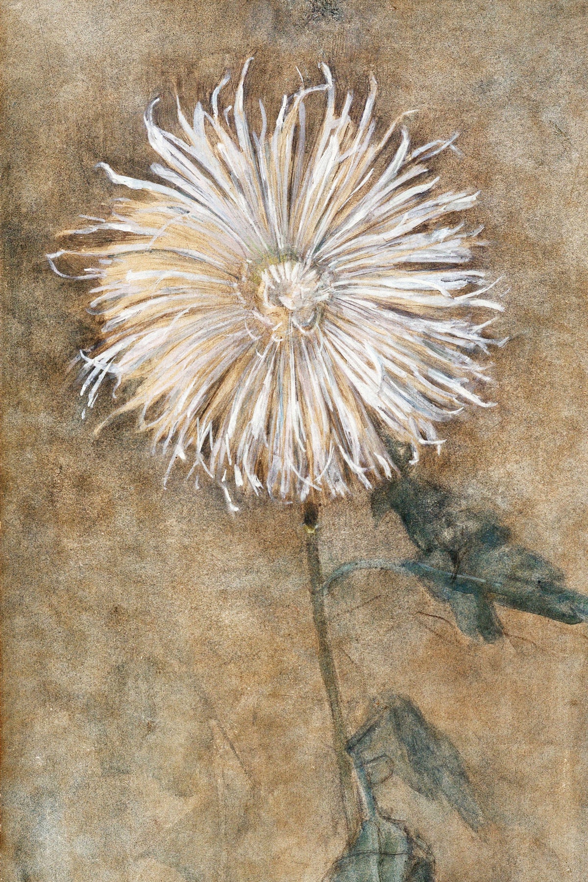 Modernist Flower Study by The Poster Archive